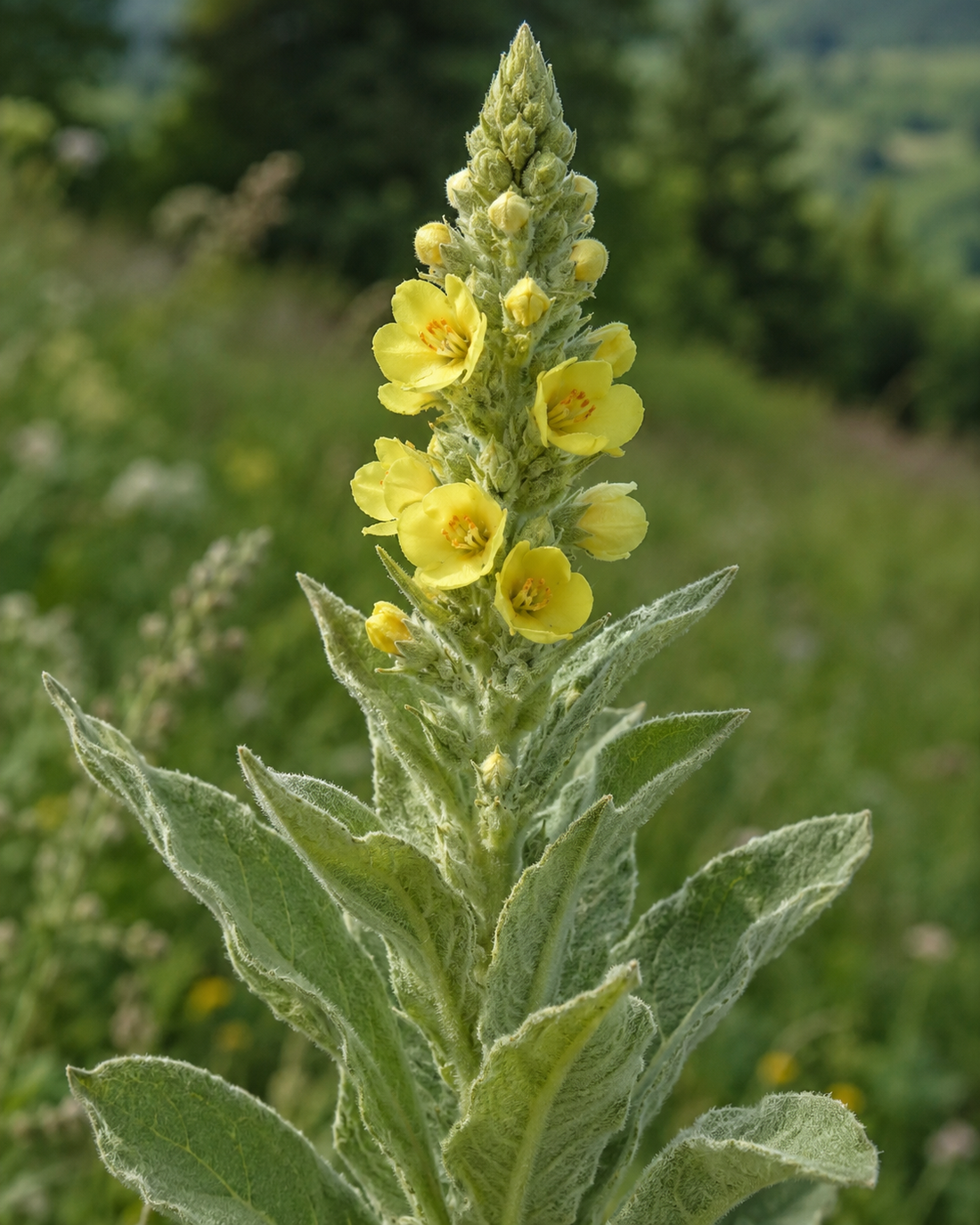 Le bouillon-blanc : un trésor végétal pour adoucir la gorge  Une plante majestueuse aux fleurs dorées, traditionnellement utilisée pour le confort des voies respiratoires