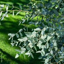 Feuilles d'eucalyptus, plante australienne du confort respiratoire, L'Herboristerie Dufayel