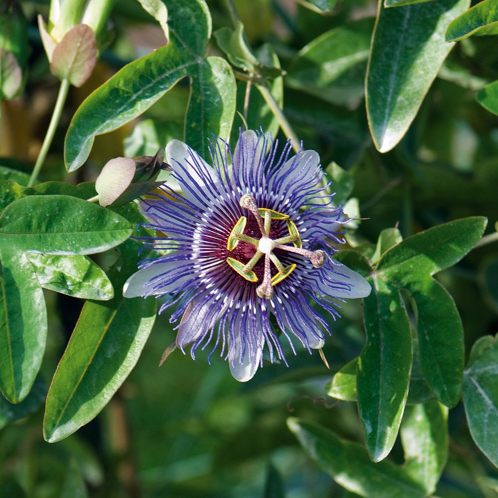 Passiflore Plante Coupée