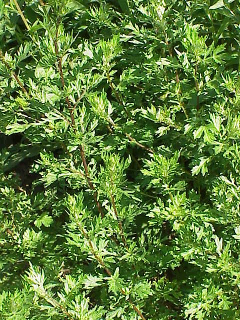 Armoise Plante
