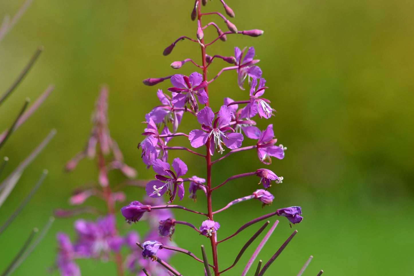 Epilobe Petite Fleur