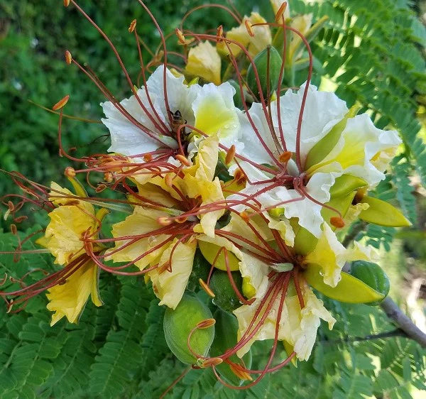 Delonix Elata - Infusion Ayurvédique