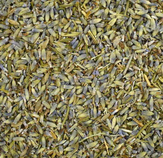 Lavande Officinale Fleur
