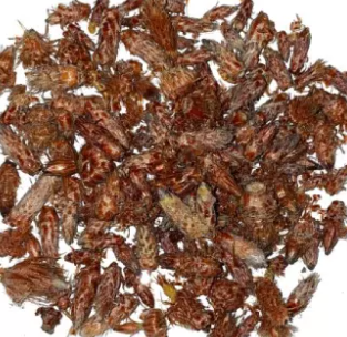 Bourgeons de Pin
