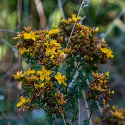 Millepertuis Bouquet