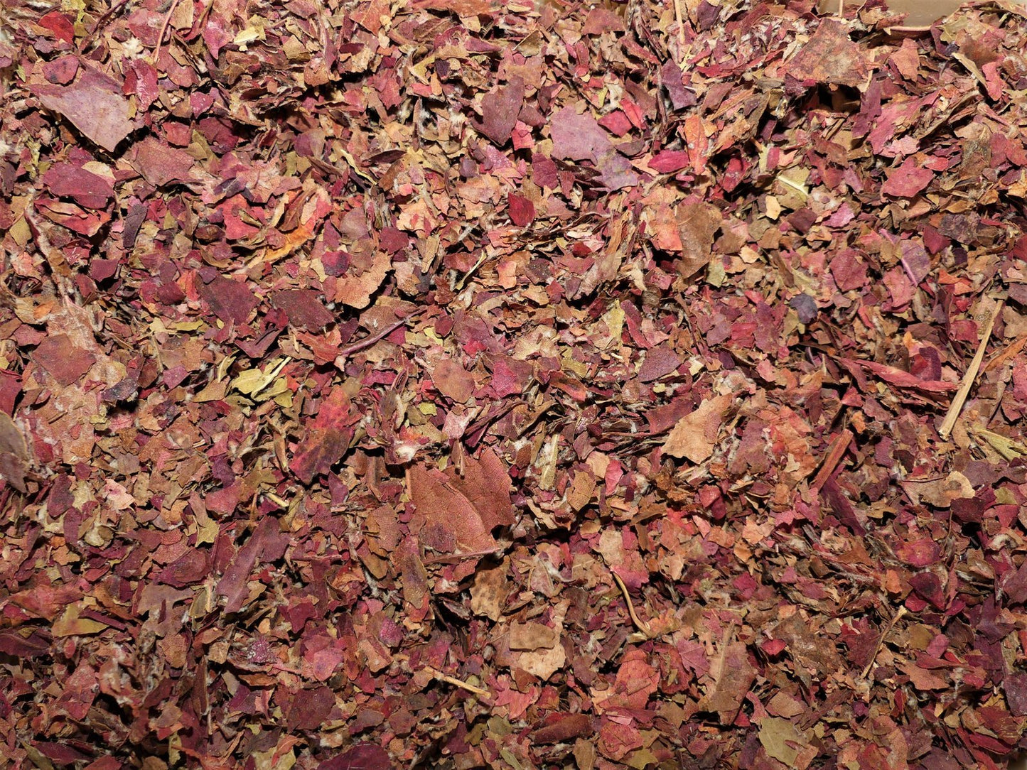Feuilles de Vigne Rouge