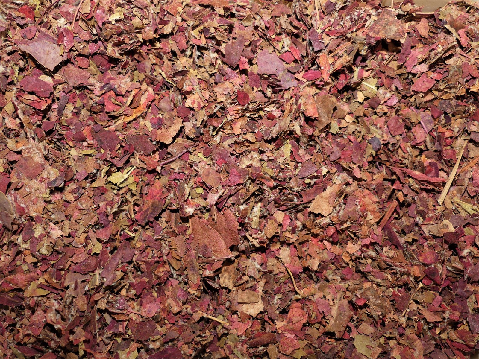 Feuilles de Vigne Rouge