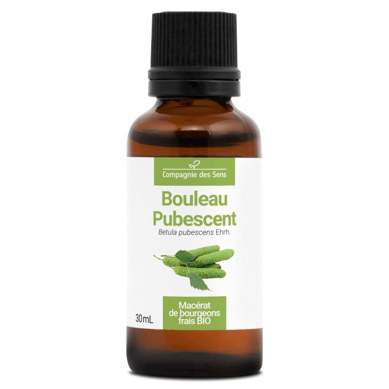 Macérât de bourgeons de Bouleau Pubescent Bio