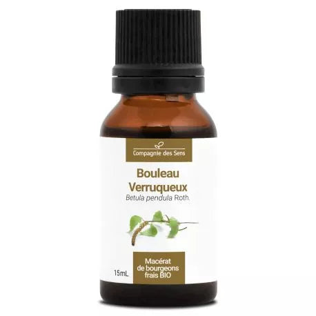 Macérat de Bourgeons de Bouleau Verruqueux