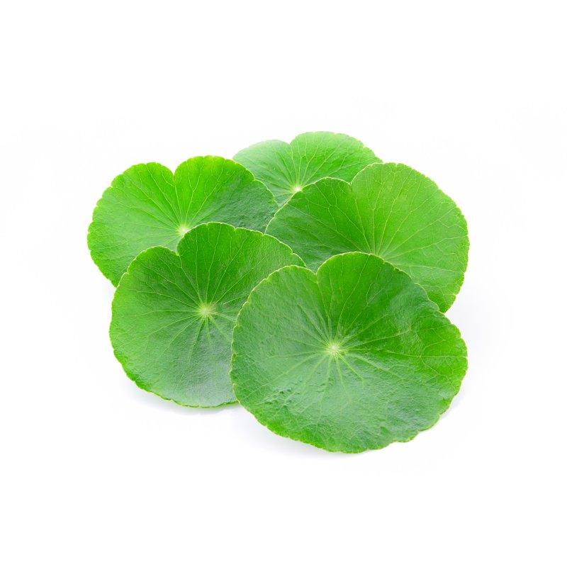 Centella Asiatica - Infusion Ayurvédique (Gotu Kola)