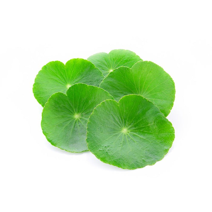Centella Asiatica – Tisane Ayurvédique Traditionnelle en poudre