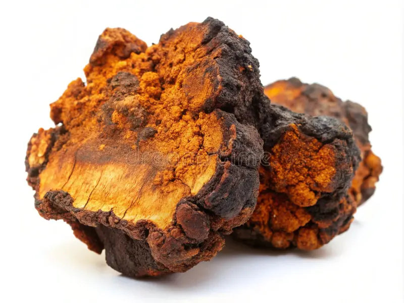 Chaga en Poudre
