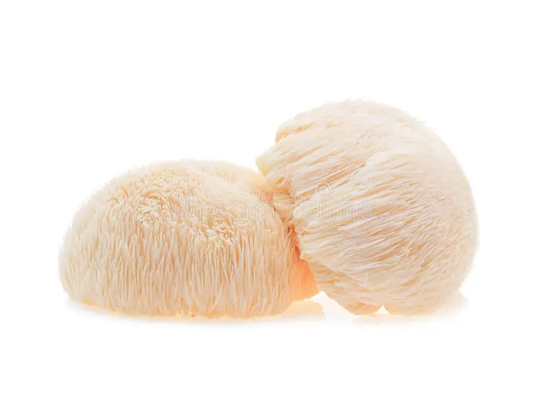 Crinière de Lion (Lions Mane) en Poudre