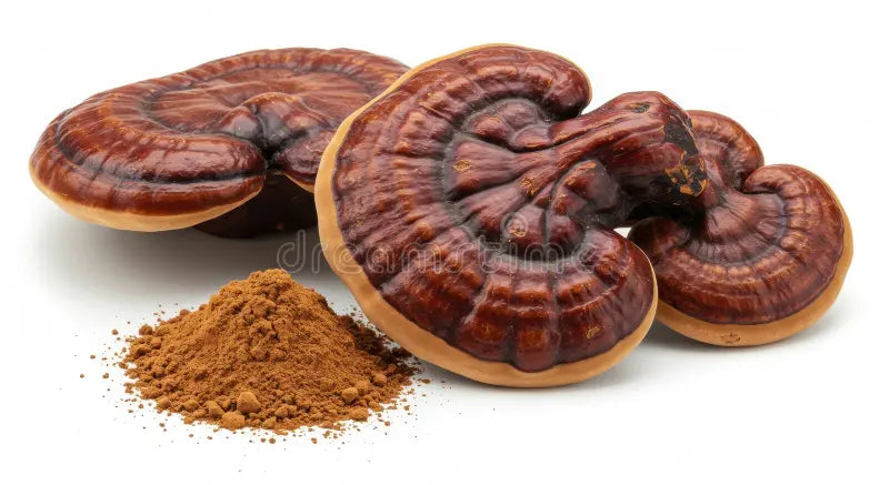 Reishi en Poudre