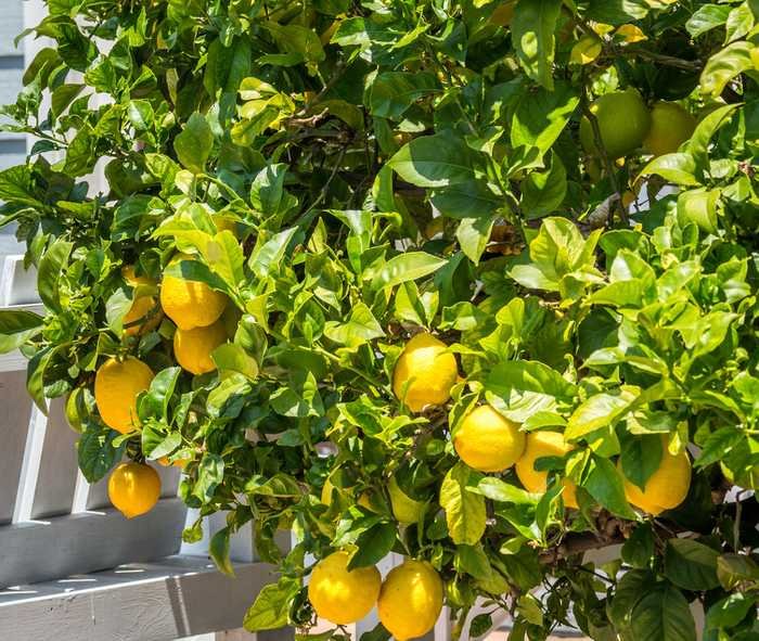 Écorce de citron