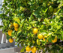 Écorce de citron
