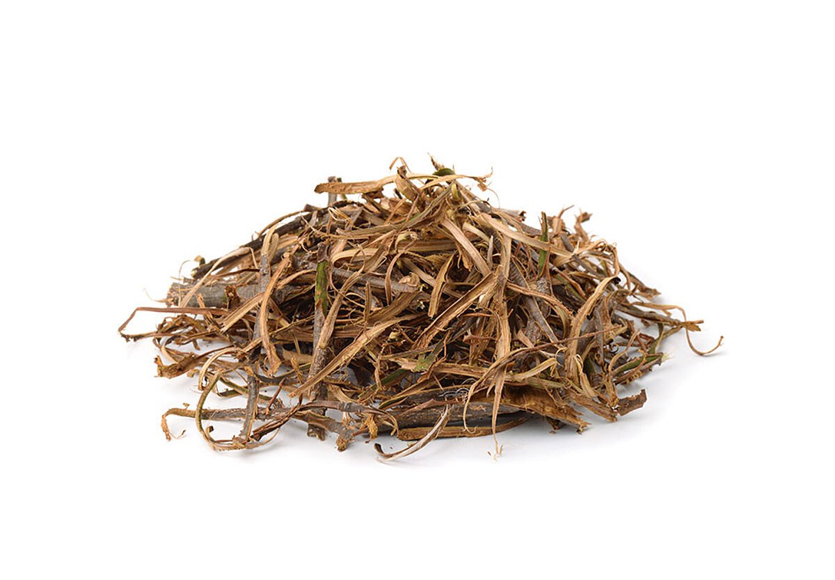 Saule écorce