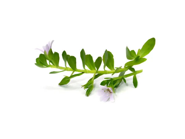 Bacopa (Brahmi) - Infusion Ayurvédique Traditionnelle