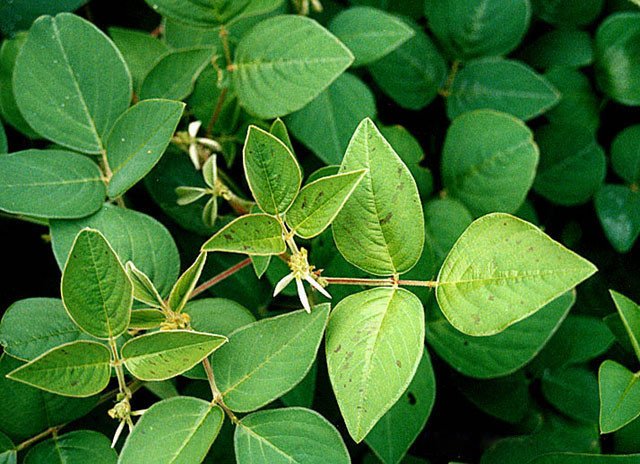 Desmodium Feuille