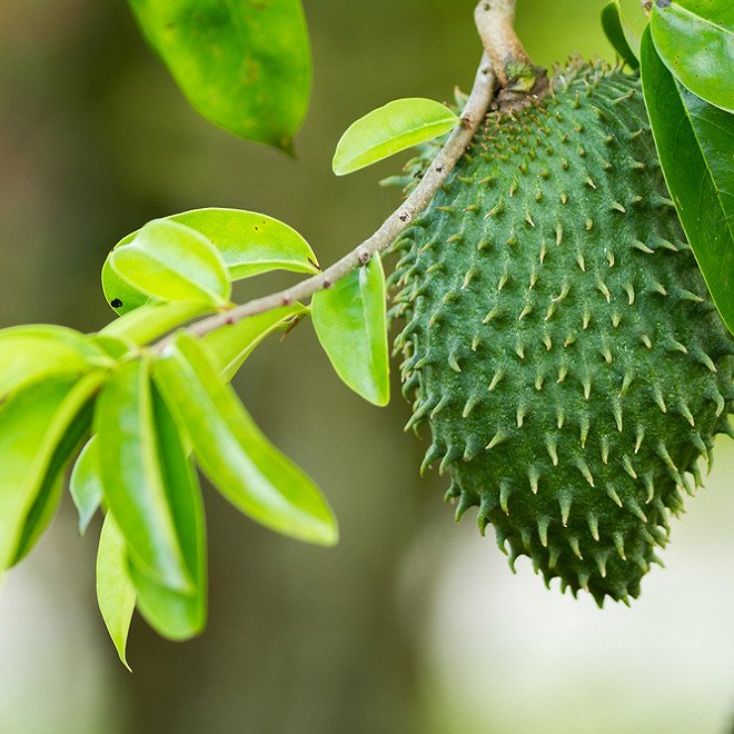 Feuilles de Corossol en vrac