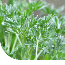 Absinthe (Artemisia absinthium)