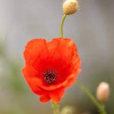 Coquelicot Fleur