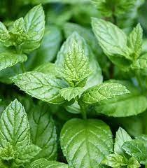 Menthe Poivrée Feuille