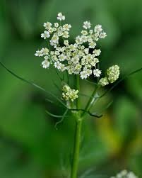 Cumin Semence