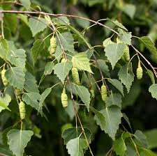 Feuilles de Bouleau