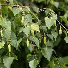 Feuilles de Bouleau