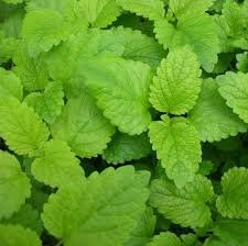 Feuilles de Citronnelle