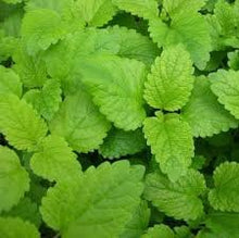 Feuilles de Citronnelle