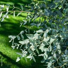 Feuilles d'Eucalyptus Entières Bio