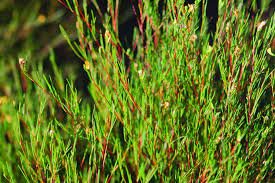 Rooibos