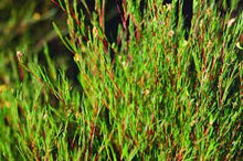 Rooibos