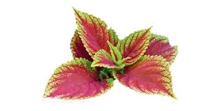 Coleus Forskohlii - Infusion Ayurvédique