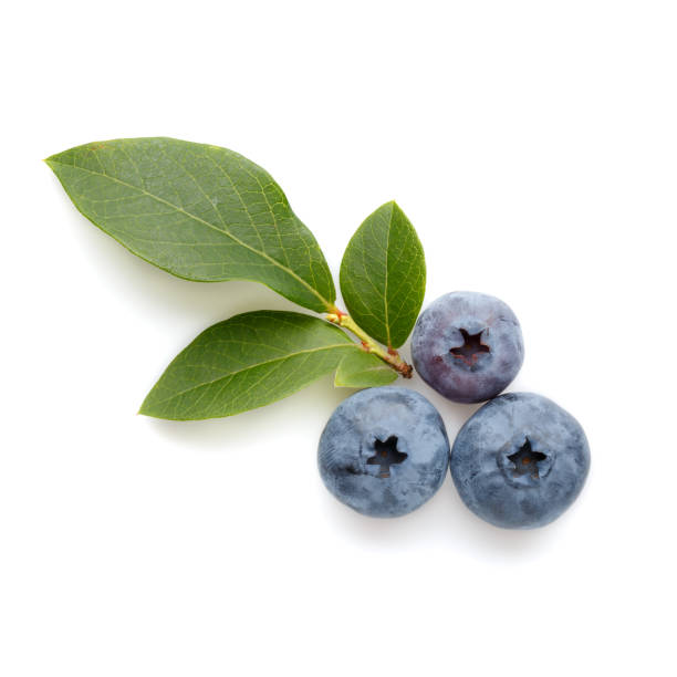 Myrtille Feuille - Tisane pour la Glycémie