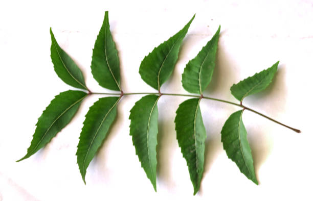 Infusion de Neem - Purifiant Ayurvédique