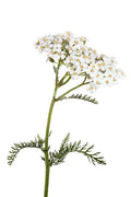 Alchémille ou Millefeuille - Plantes en Vrac 75g