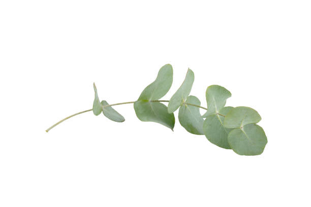 Eucalyptus Feuille
