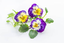 Pensée sauvage (Viola tricolor) – fleurs séchées en vrac
