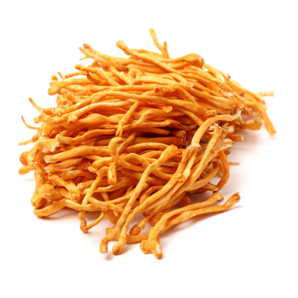Cordyceps en Poudre