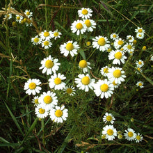 Matricaire Fleur
