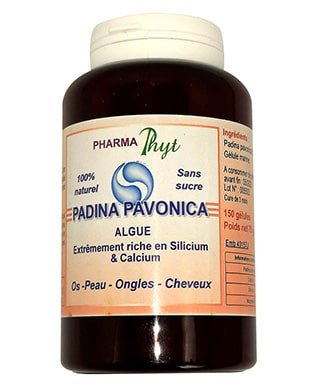 Padina Pavonica