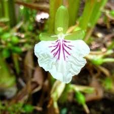 Cardamome Semences