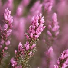 Bruyère Fleur