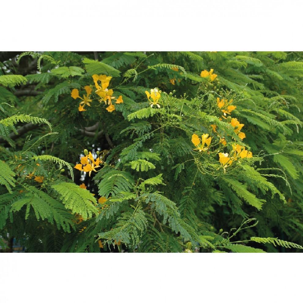Delonix elata (Téla, Muka Mvulu) – Feuilles pour Infusion