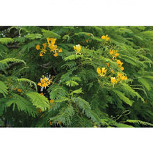 Delonix elata (Téla, Muka Mvulu) – Feuilles pour Infusion