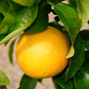 PRANAROM HUILE PAMPLEMOUSSIER 10ML