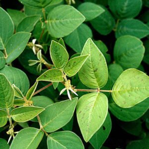 DESMODIUM FEUILLE